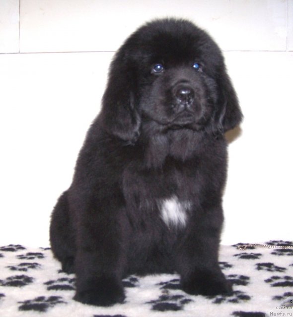 Фото: Акватория Келвин Тим Спирит