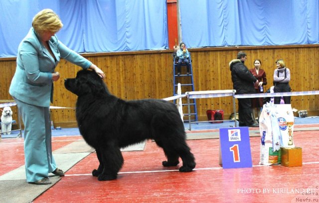 Фото: ньюфаундленд Akvatoriya Kelvin Premium from Nikas (Акватория Келвин Премиум фром Никас)