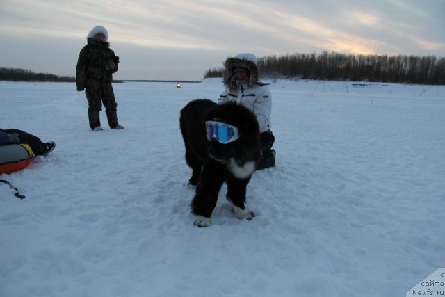 Фото: ньюфаундленд Flyufi Avalanch Sloan Margo (Флюфи Аваланч Слоан Марго)