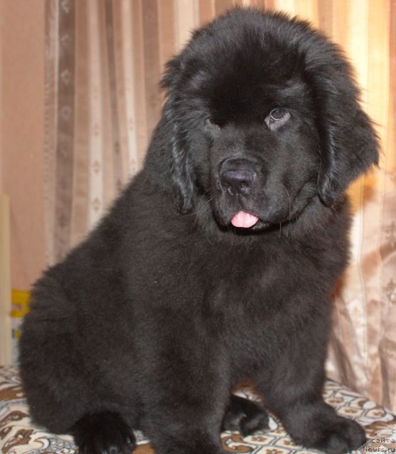 Фото: ньюфаундленд Bjornebandens Nancy Wilson, ньюфаундленд Beguschaya po Volnam Sun in My Hand (Бегущая по Волнам Сун ин Му Ханд)
