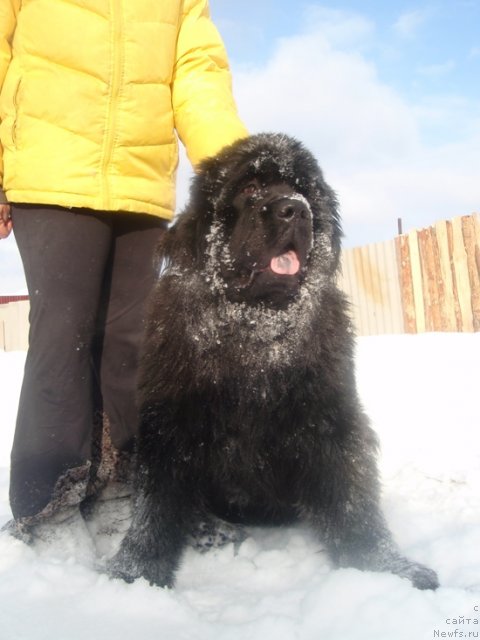 Фото: ньюфаундленд N'yufort Bestseller (Ньюфорт Бестселлер)