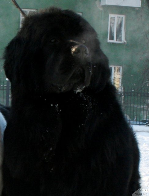 Фото: ньюфаундленд Passia Korolya iz Medvejyego Yara (Пассия Короля из Медвежьего Яра)