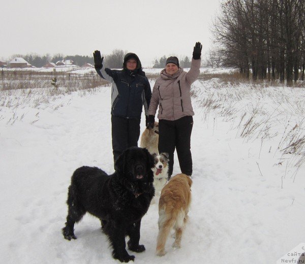 Фото: ньюфаундленд Roskosh' Zolotaya (Роскошь Золотая)