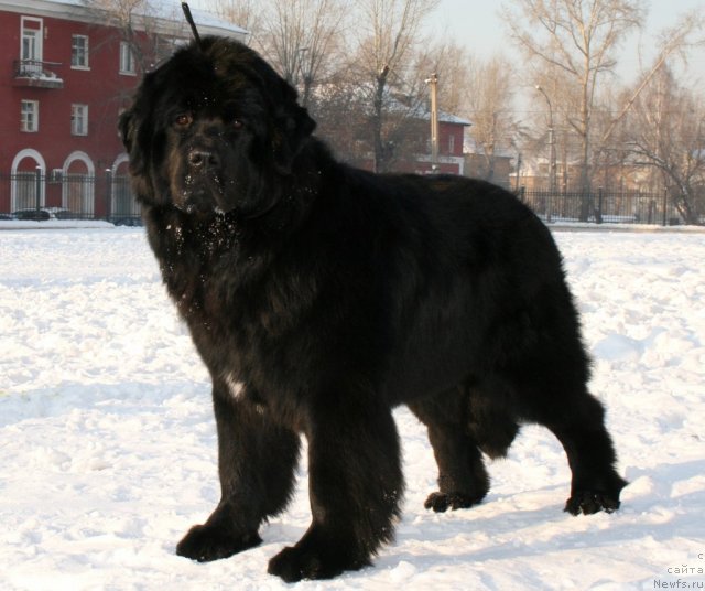 Фото: ньюфаундленд Passia Korolya iz Medvejyego Yara (Пассия Короля из Медвежьего Яра)