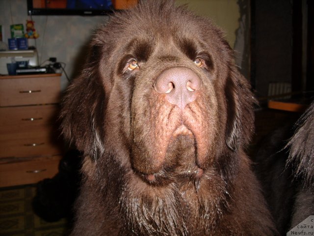 Фото: ньюфаундленд CHernyiy SHarm Amber Best Dog FO Marleon (Черный Шарм Амбер Бест Дог ФО Марлеон)