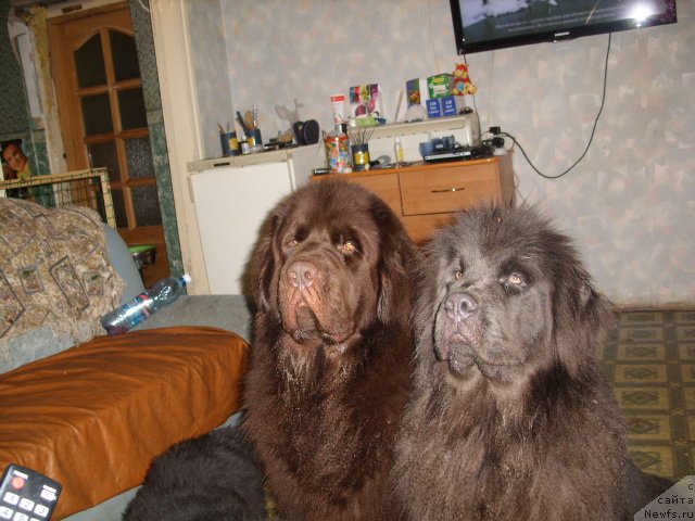 Фото: ньюфаундленд CHernyiy SHarm Amber Best Dog FO Marleon (Черный Шарм Амбер Бест Дог ФО Марлеон), ньюфаундленд Akvamarinovaya Krasotka dlya Marleon (Аквамариновая Красотка для Марлеон)