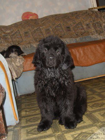 Фото: ньюфаундленд Knyajna v CHernom ot Marleon Dusvik (Княжна в Черном от Марлеон Дусвик)