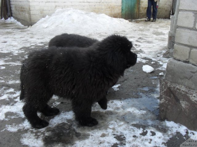 Фото: ньюфаундленд Djo YAng (Джо Янг)
