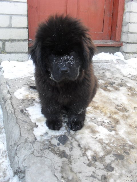 Фото: ньюфаундленд Demi Mur (Деми Мур)