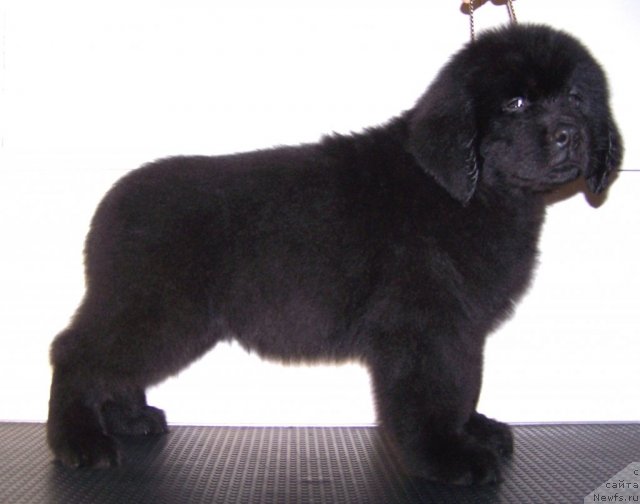 Фото: Акватория Келвин Тен Страйк