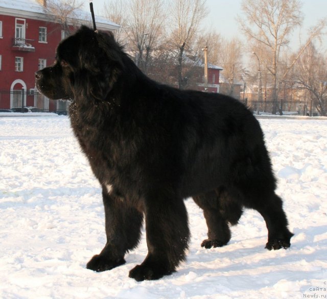 Фото: ньюфаундленд Passia Korolya iz Medvejyego Yara (Пассия Короля из Медвежьего Яра)