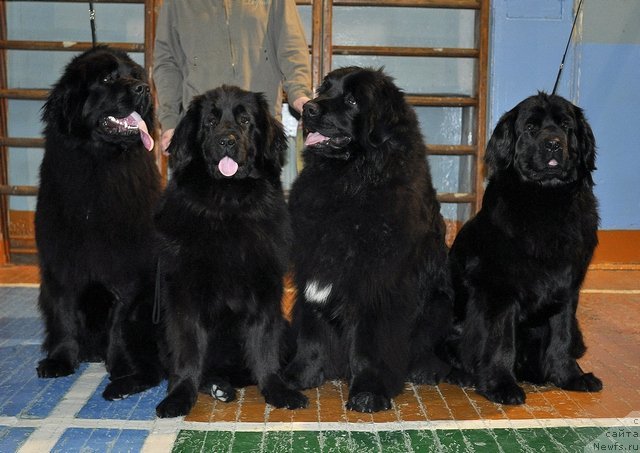 Фото: ньюфаундленд Uil'yam Naslednik Trona (Уильям Наследник Трона), ньюфаундленд Aleksandriya Moya Radost' (Александрия Моя Радость), Миша, ньюфаундленд Nefertiti Krasavica Gryadet (Нефертити Красавица Грядет)