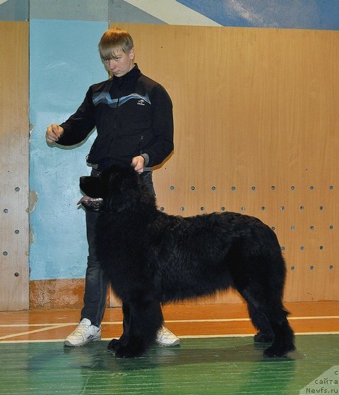 Фото: ньюфаундленд Uil'yam Naslednik Trona (Уильям Наследник Трона)