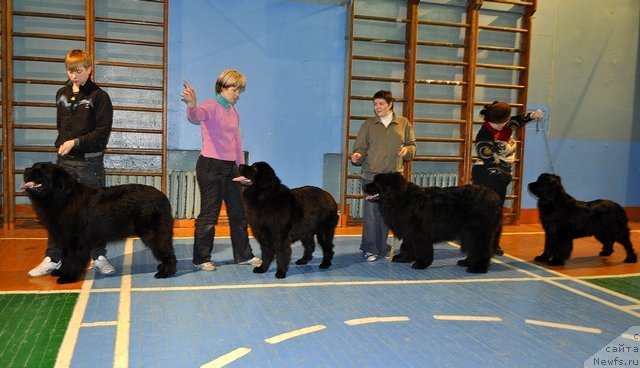 Фото: ньюфаундленд Uil'yam Naslednik Trona (Уильям Наследник Трона), ньюфаундленд Aleksandriya Moya Radost' (Александрия Моя Радость), Миша, ньюфаундленд Nefertiti Krasavica Gryadet (Нефертити Красавица Грядет)