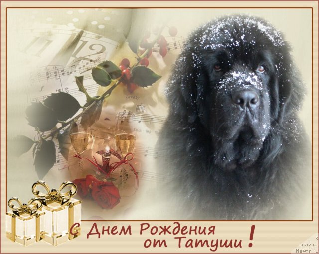 Фото: ньюфаундленд Super Premium Ameliya YEkshen (Супер Премиум Амелия Экшен)