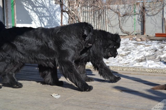 Фото: ньюфаундленд I'm Little Princess Midnight Bear, ньюфаундленд Super Premium Ameliya YEkshen (Супер Премиум Амелия Экшен)