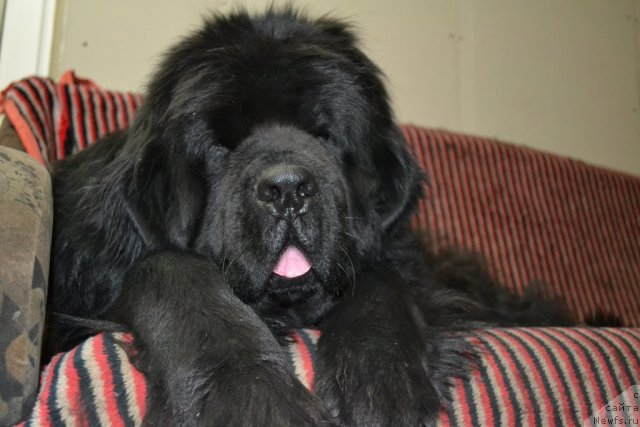 Фото: ньюфаундленд Super Premium Ameliya YEkshen (Супер Премиум Амелия Экшен)