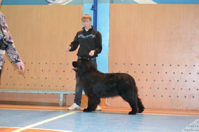 Фото: ньюфаундленд Uil'yam Naslednik Trona (Уильям Наследник Трона)