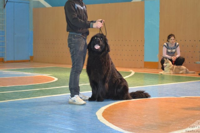 Фото: ньюфаундленд Uil'yam Naslednik Trona (Уильям Наследник Трона)