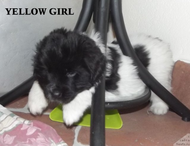 Фото: ньюфаундленд Cristalmarnewfy Christmas Dream