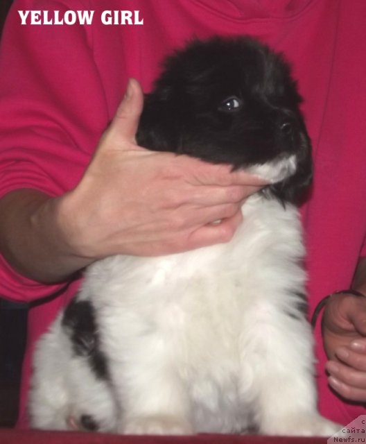 Фото: ньюфаундленд Cristalmarnewfy Christmas Dream