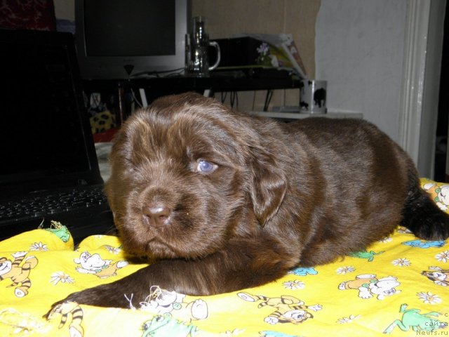 Фото: ньюфаундленд Zarri iz Sibirskoy Glubinki (Зарри из Сибирской Глубинки)