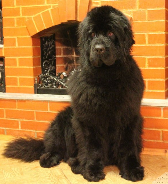 Фото: ньюфаундленд Ih Visochestvo Gloria Airis (Их Высочество Глория Айрис)