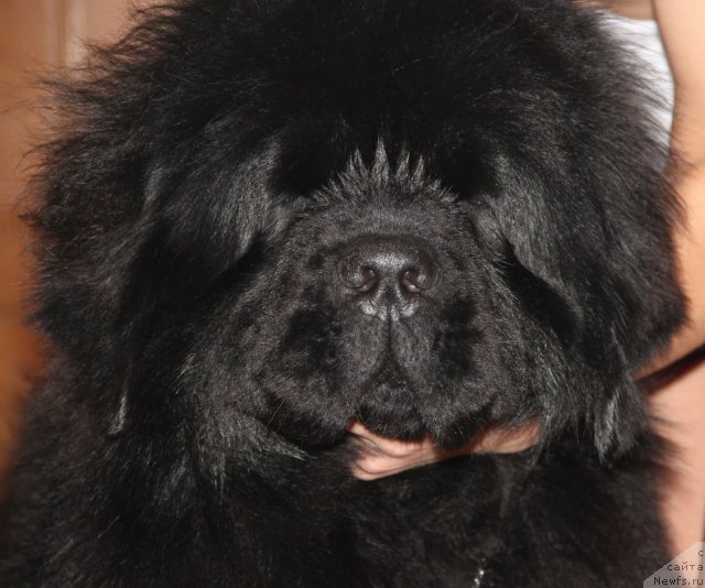 Фото: ньюфаундленд Ih Visochestvo Gloria Airis (Их Высочество Глория Айрис)