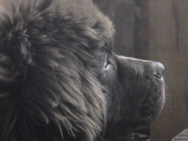 Фото: ньюфаундленд Akvatoriya Kelvin Selebreyshn (Акватория Келвин Селебрейшн)