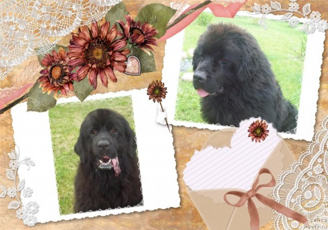 Фотография № 86799