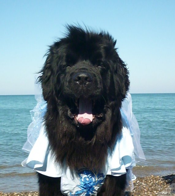 Фото: ньюфаундленд Talula Bell (Талула Белл)