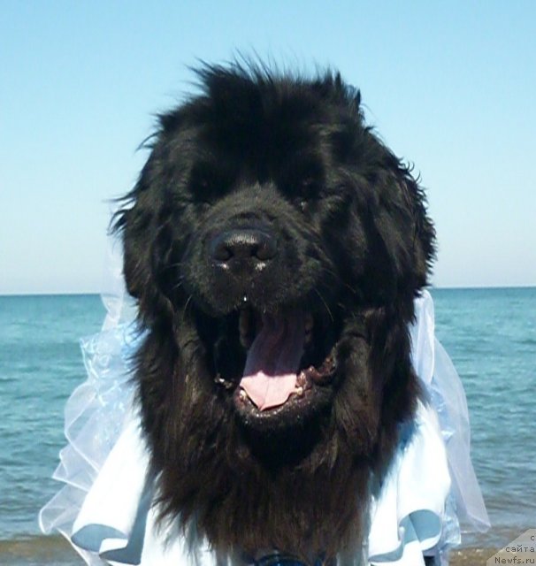 Фото: ньюфаундленд Talula Bell (Талула Белл)