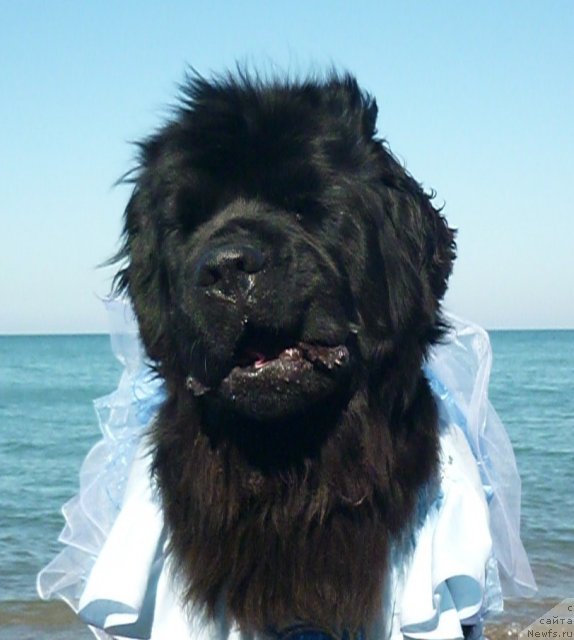 Фото: ньюфаундленд Talula Bell (Талула Белл)