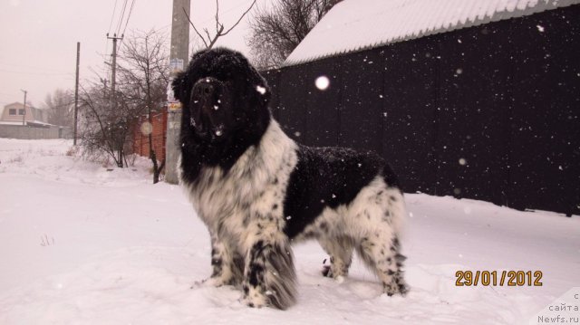 Фото: ньюфаундленд Plyushevaya Panda Stil'-Sankt-Peterburga (Плюшевая Панда Стиль-Санкт-Петербурга)