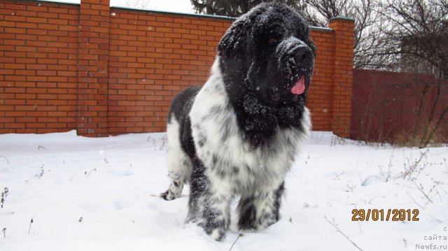 Фото: ньюфаундленд Plyushevaya Panda Stil'-Sankt-Peterburga (Плюшевая Панда Стиль-Санкт-Петербурга)