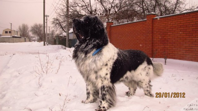 Фото: ньюфаундленд Plyushevaya Panda Stil'-Sankt-Peterburga (Плюшевая Панда Стиль-Санкт-Петербурга)
