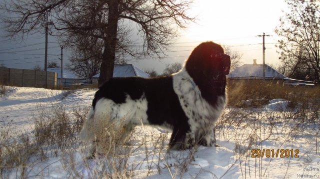 Фото: ньюфаундленд Plyushevaya Panda Stil'-Sankt-Peterburga (Плюшевая Панда Стиль-Санкт-Петербурга)