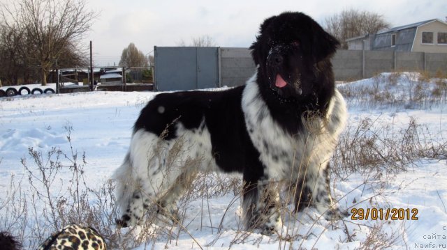 Фото: ньюфаундленд Plyushevaya Panda Stil'-Sankt-Peterburga (Плюшевая Панда Стиль-Санкт-Петербурга)