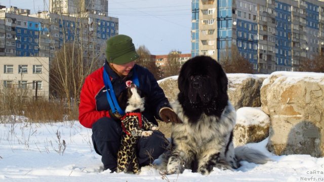 Фото: ньюфаундленд Plyushevaya Panda Stil'-Sankt-Peterburga (Плюшевая Панда Стиль-Санкт-Петербурга)