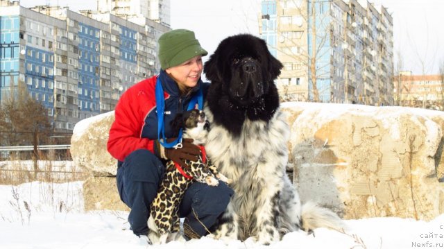 Фото: ньюфаундленд Plyushevaya Panda Stil'-Sankt-Peterburga (Плюшевая Панда Стиль-Санкт-Петербурга)