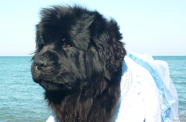 Фото: ньюфаундленд Talula Bell (Талула Белл)