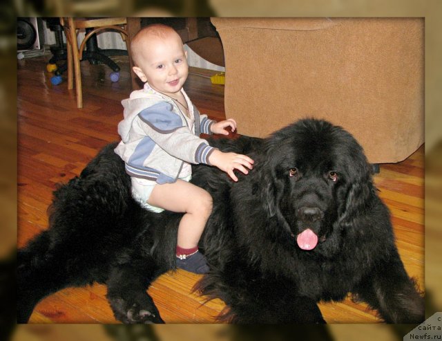 Фото: ньюфаундленд Zvezda Ringa (Звезда Ринга), Степа