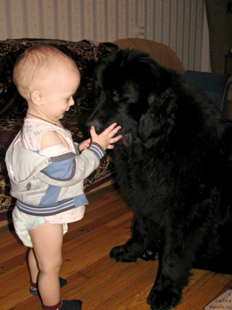 Фото: ньюфаундленд Zvezda Ringa (Звезда Ринга), Степа