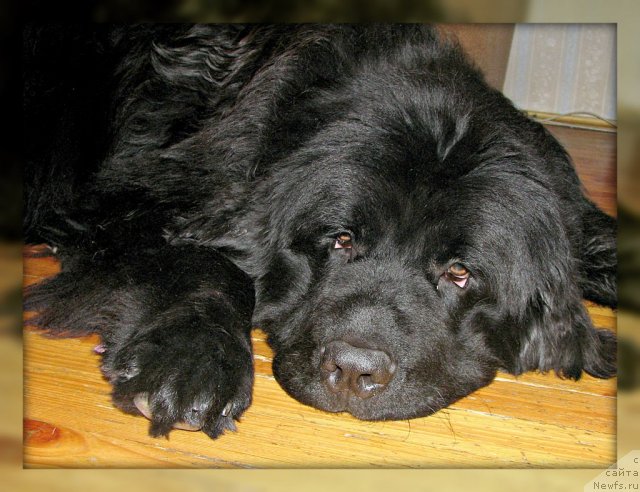 Фото: ньюфаундленд Zvezda Ringa (Звезда Ринга)
