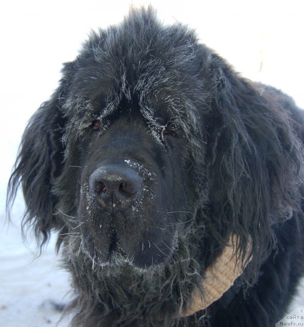 Фото: ньюфаундленд Sent Djons Orfey (Сент Джонс Орфей)