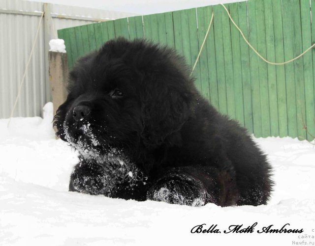 Фото: ньюфаундленд Byella Moss Ambrouz (Бэлла Мосс Амброуз)