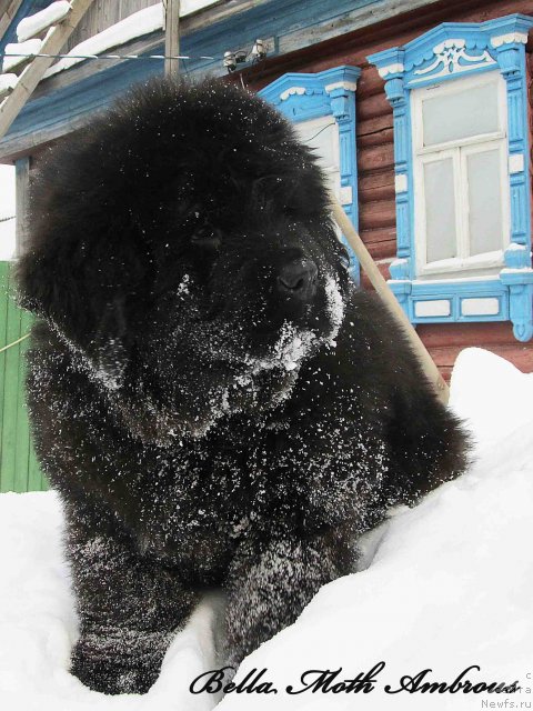 Фото: ньюфаундленд Byella Moss Ambrouz (Бэлла Мосс Амброуз)