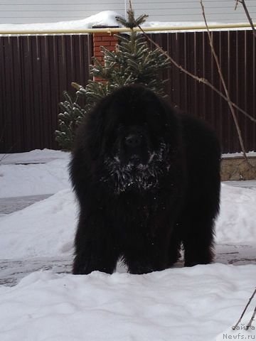 Фото: ньюфаундленд CHernyiy SHarm Alessandro (Черный Шарм Алессандро)