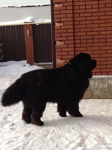 Фото: ньюфаундленд CHernyiy SHarm Alessandro (Черный Шарм Алессандро)