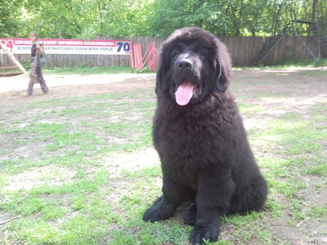 Фото: ньюфаундленд Uil'yam Naslednik Trona (Уильям Наследник Трона)